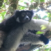 Andasibe-Mantadia National Park Andasibe-Mantadia National Park