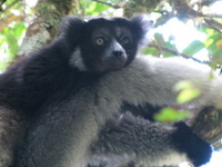 Andasibe-Mantadia National Park Andasibe-Mantadia National Park