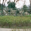 Iveagh Gardens