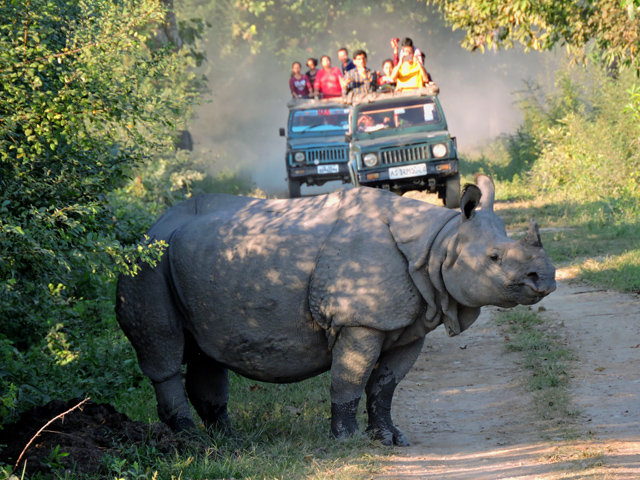 Kaziranga National Park Tour Photos