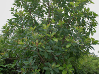 Jhar Water Hole And Mahua Grove Jhar Water Hole And Mahua Grove