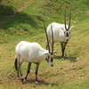 Johannesburg Zoo