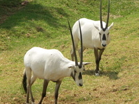 Johannesburg Zoo