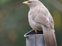Neel Dhara Pakshi Vihar Neel Dhara Pakshi Vihar