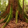 Maliau Basin ( Sabah's Lost World ) Maliau Basin ( Sabah's Lost World )