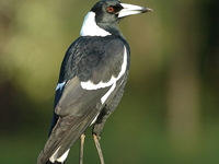 Kalesar National Park Kalesar National Park