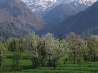 Palampur