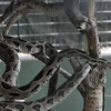 Katraj Snake Park