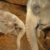 Koundinya Wildlife Sanctuary Koundinya Wildlife Sanctuary