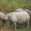 Kaziranga National Park