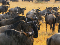 Kenya & Tanzania Great Migration 11-Day Adventure Kenya & Tanzania Great Migration 11-Day Adventure