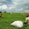Kericho