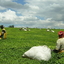 Kericho