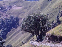 Khatling Glacier