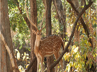 Kheoni Wildlife Sanctuary Kheoni Wildlife Sanctuary