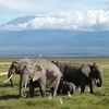 Kilimanjaro National Park