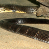 Sonanadi Wildlife Sanctuary Sonanadi Wildlife Sanctuary