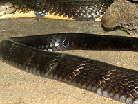 Sonanadi Wildlife Sanctuary Sonanadi Wildlife Sanctuary