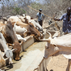 Kitui