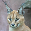 Kora National Reserve