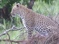 Kruger National Park Kruger National Park