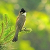 Kumbhalgarh Wildlife Sanctuary Kumbhalgarh Wildlife Sanctuary
