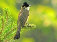 Kumbhalgarh Wildlife Sanctuary Kumbhalgarh Wildlife Sanctuary