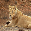 Kuno-Palpur Wildlife Sanctuary Kuno-Palpur Wildlife Sanctuary