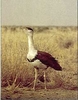 Kutch Great Indian Bustard Sanctuary
