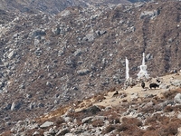 Kyanjin Gompa Kyanjin Gompa
