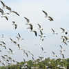 Kadalundi Bird Sanctuary Kadalundi Bird Sanctuary