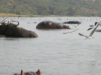 Kazinga Channel Kazinga Channel