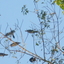 Kumarakom Bird Sanctuary