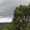Okomu National Park Okomu National Park