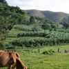 Kisizi