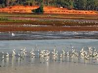 Thrissur