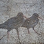 Koshi Tappu Wildlife Reserve Koshi Tappu Wildlife Reserve