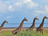 Ngorongoro,Serengeti And Lake Manyara National Park Safari Ngorongoro,Serengeti And Lake Manyara National Park Safari