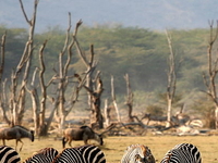 Day Excursions. Lake Manyara National Park Day Excursions. Lake Manyara National Park