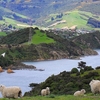 Otago Peninsula