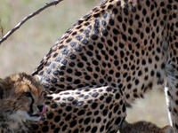 Masai Mara Road Package from Nairobi Masai Mara Road Package from Nairobi
