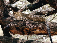 Samburu National Reserve Samburu National Reserve