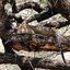 Samburu National Reserve