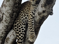 Leopard Masai Mara