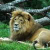 Auckland Zoo
