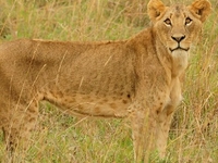 Lion Safari