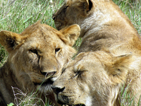 Tanzania Budget Safari Tanzania Budget Safari
