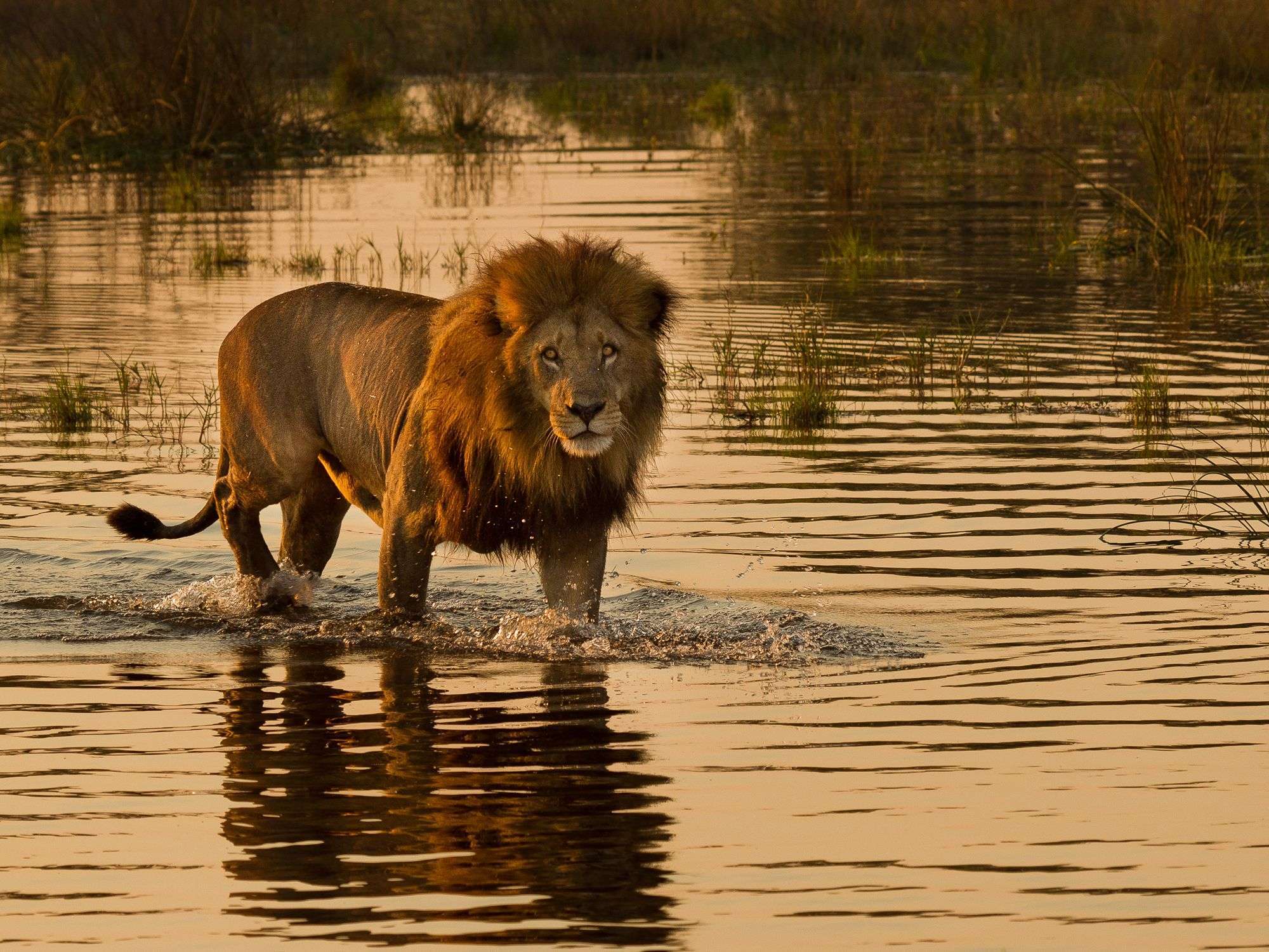 lion trips into water