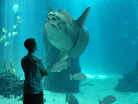 Lisbon Oceanarium Lisbon Oceanarium