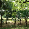 Lodhi Gardens